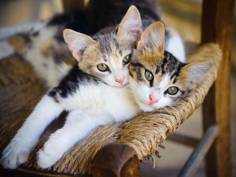 Two cats laying together