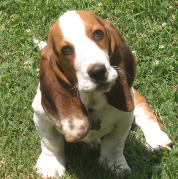 Brown and white dog laying in grass